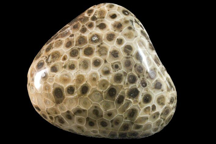 Polished Petoskey Stone (Fossil Coral) - Michigan #162070